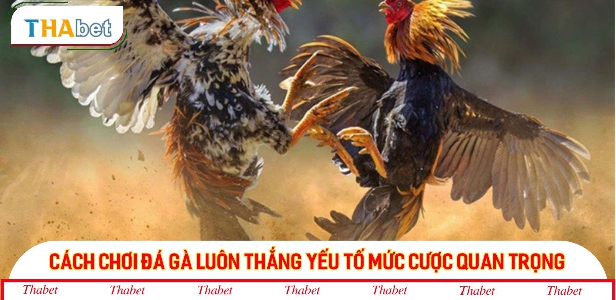 Cách chơi đá gà luôn thắng yếu tố mức cược quan trọng